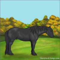 Horse Color:Black 