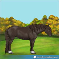 Horse Color:Liver Chestnut 
