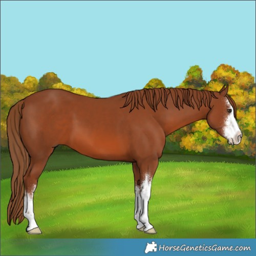 Horse Color:White Spotted Chestnut 