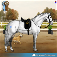 Horse Color:Gray Buckskin Sabino Rabicano 