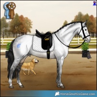 Horse Color:Gray Buckskin Sabino Rabicano