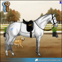 Horse Color:Gray Buckskin Sabino Rabicano