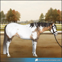 Horse Color:Buckskin Splash Appaloosa 