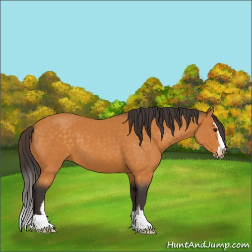 Horse Color:Buckskin Sabino 
