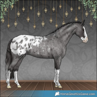 Horse Color:Smoky Blue Roan Splash Appaloosa 