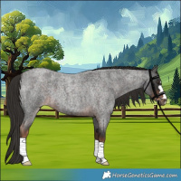 Horse Color:Liver Red Roan 