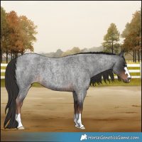 Horse Color:Liver Red Roan 