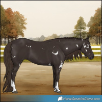 Horse Color:White Spotted Liver Chestnut Tobiano 