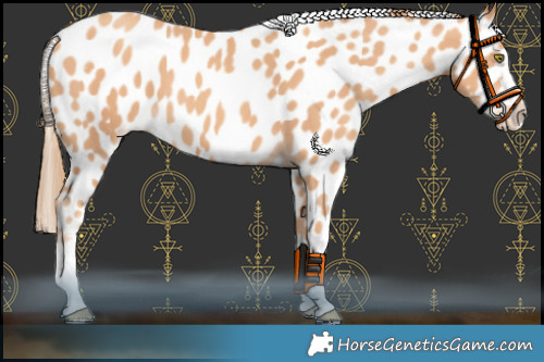 Horse Color:Gold Champagne Appaloosa 