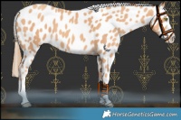 Horse Color:Gold Champagne Leopard 