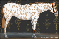 Horse Color:Red Roan Near Leopard Rabicano 