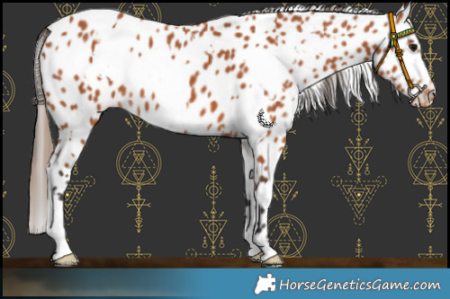 Horse Color:White Spotted Bay Appaloosa 