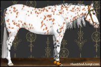 Horse Color:White Spotted Bay Appaloosa