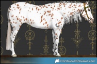 Horse Color:White Spotted Bay Leopard 