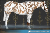 Horse Color:Silver Buckskin Splash Appaloosa 