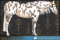Horse Color:Buckskin Dun Appaloosa 