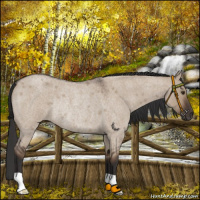 Horse Color:Liver Red Dun Roan Rabicano