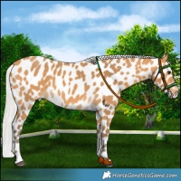 Horse Color:Silver Buckskin Leopard 