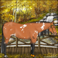 Horse Color:White Spotted Bay 