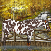 Horse Color:Silver Brown Near Leopard 