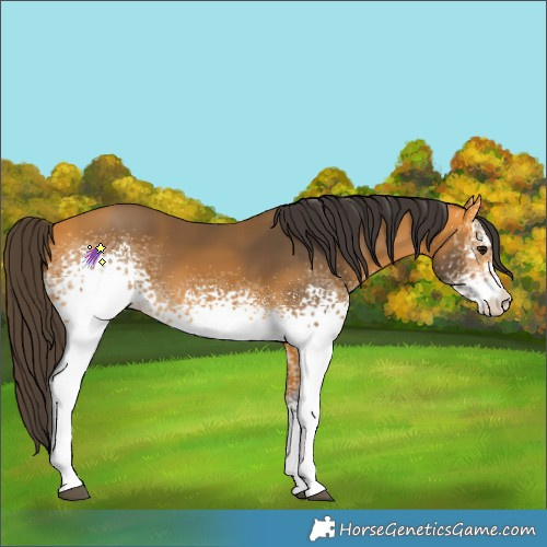 Horse Color:White Spotted Buckskin 