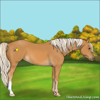 Horse Color:Palomino 