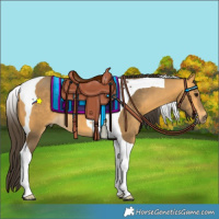 Horse Color:Buckskin Tobiano 