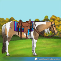 Horse Color:Buckskin Tobiano 