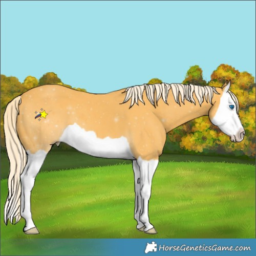 Horse Color:Palomino Splash 