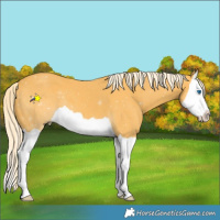 Horse Color:Palomino Splash 