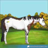 Horse Color:Brown Sabino Frame Rabicano 