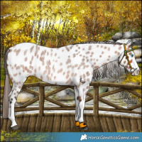 Horse Color:Bay Roan Splash Appaloosa 