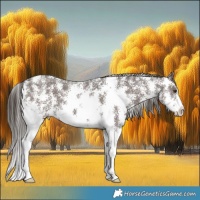 Horse Color:Liver Chestnut Sabino