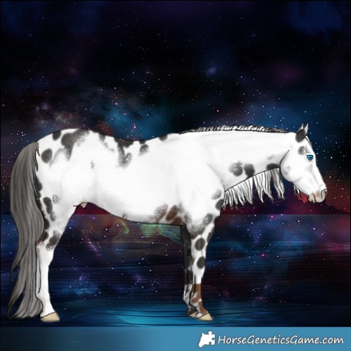 Horse Color:Liver Chestnut Frame Appaloosa 