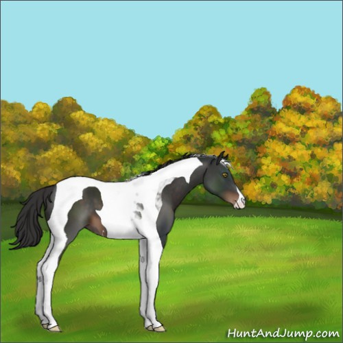 Horse Color:Liver Chestnut Tobiano