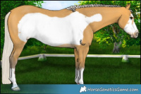 Horse Color:Silver Buckskin Frame Rabicano 