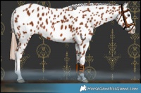 Horse Color:Chestnut Leopard 