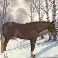 Horse Color:Liver Chestnut 