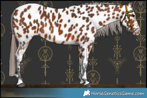 Horse Color:Bay Appaloosa Rabicano 