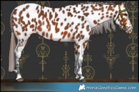 Horse Color:Bay Near Leopard Rabicano