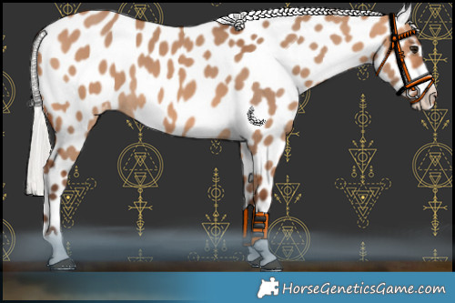 Horse Color:Silver Bay Dun Appaloosa 
