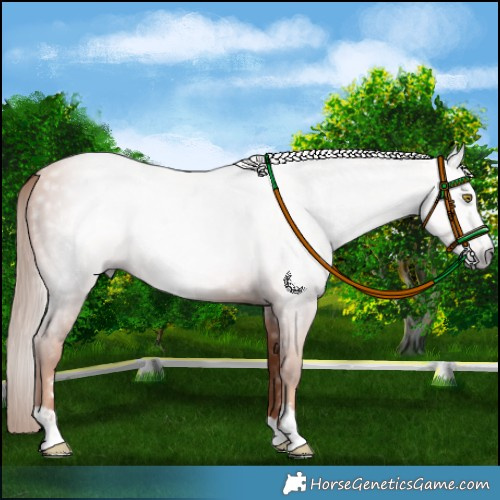 Horse Color:Gray Gold Champagne