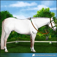 Horse Color:Gray Gold Champagne 
