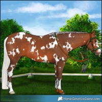 Horse Color:White Spotted Silver Brown