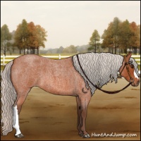 Horse Color:Silver Bay Roan 