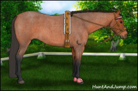 Horse Color:Bay Roan 