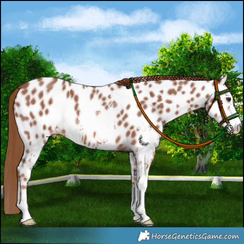 Horse Color:Chestnut Sabino Appaloosa