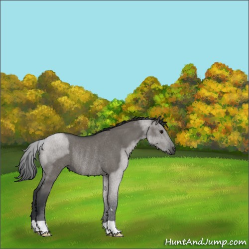 Horse Color:Grullo Roan Rabicano 