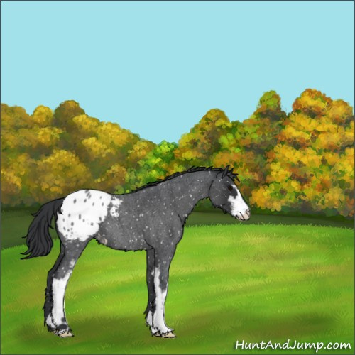 Horse Color:Blue Roan Sabino Appaloosa 