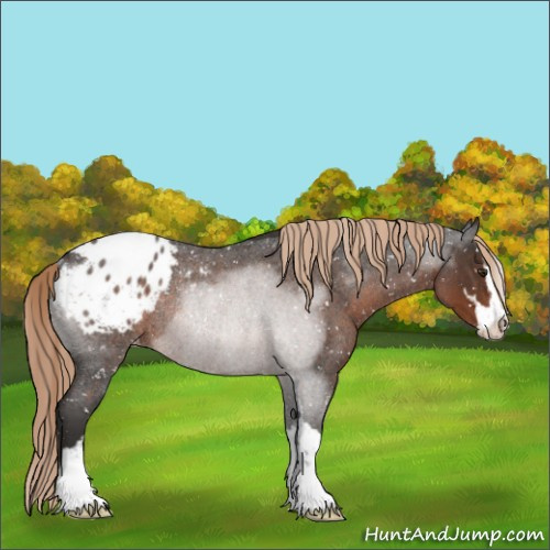 Horse Color:Liver Red Roan Sabino Appaloosa Rabicano 